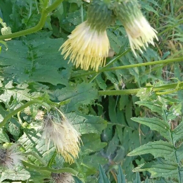 Cirsium erisithales Çiçek