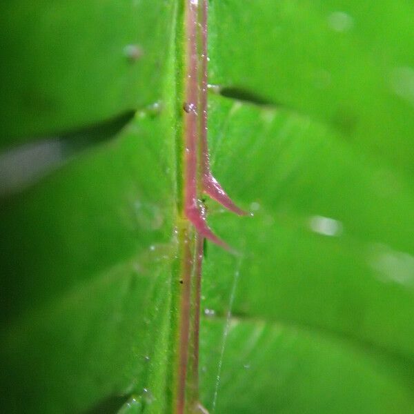 Pteris catoptera Folla