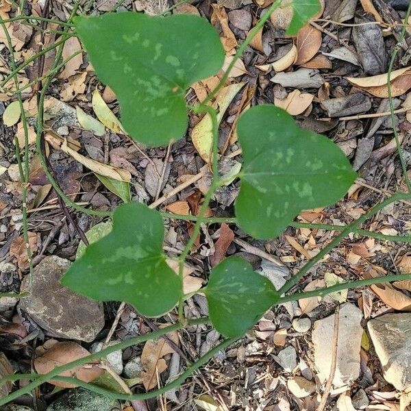 Smilax bona-nox Feuille