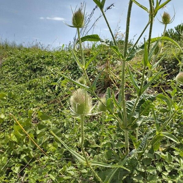 Dipsacus fullonum Habitat