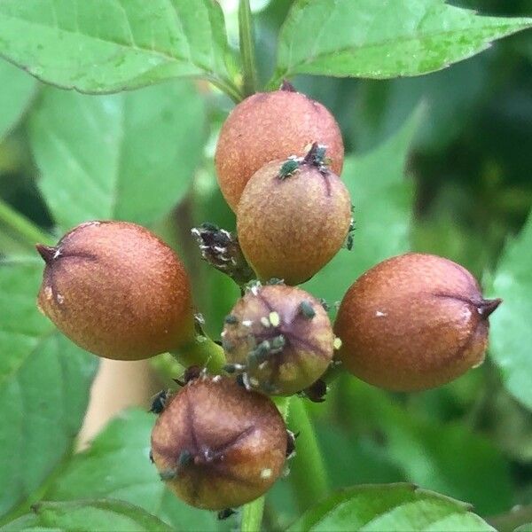 Campsis grandiflora Other