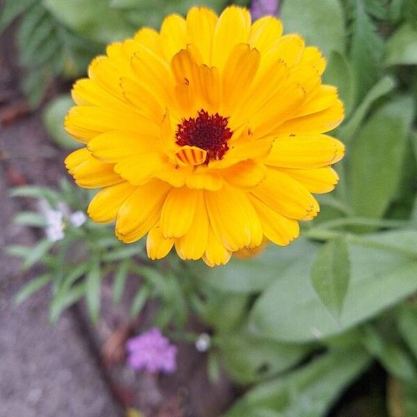 Calendula stellata Blüte