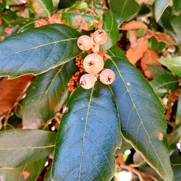 Quercus ilex Levél