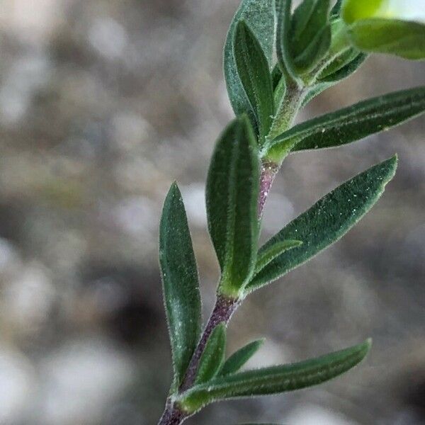 Arenaria montana Hoja