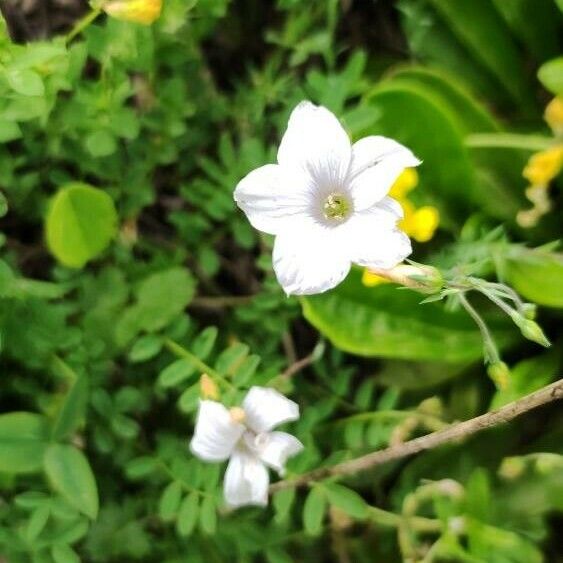 Linum tenuifolium Λουλούδι