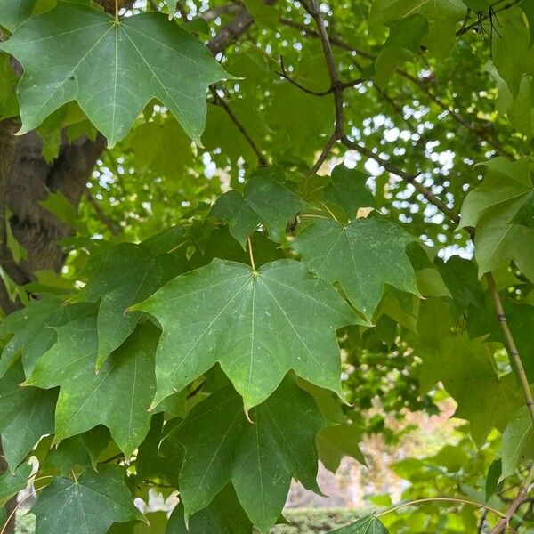 Acer cappadocicum 葉