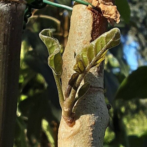 Solanum betaceum Blatt