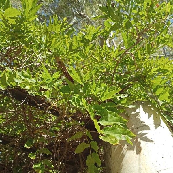 Wisteria sinensis Levél