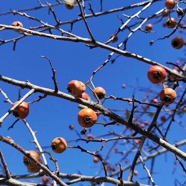 Crataegus azarolus Ovoce