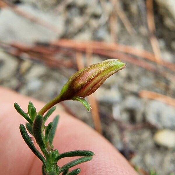 Fumana procumbens Flor