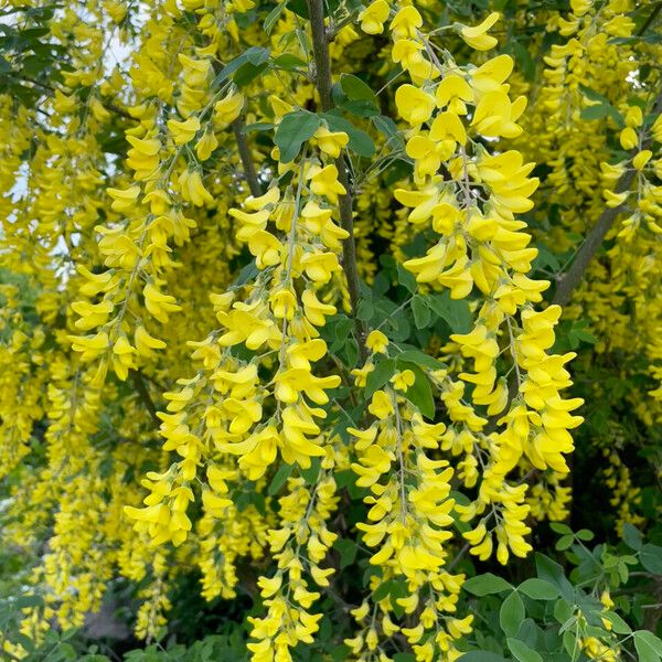 Laburnum anagyroides ফুল