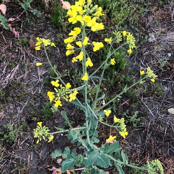 Brassica napus Flor