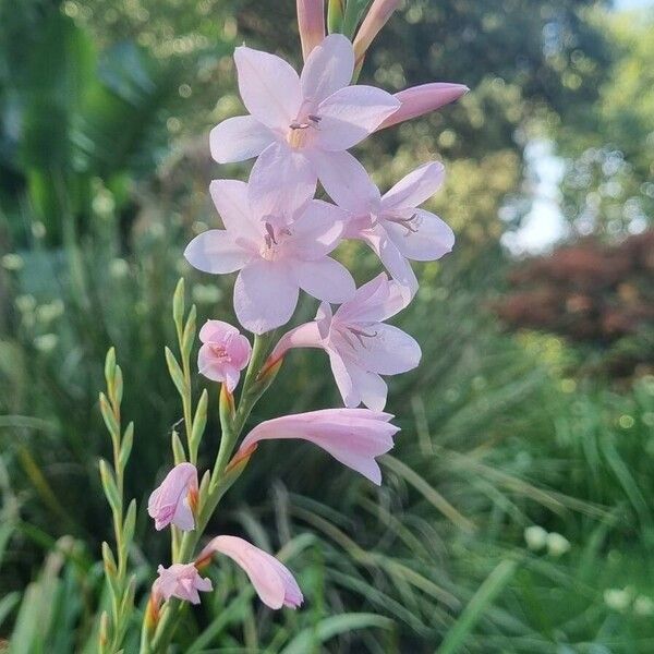 Watsonia borbonica ফুল