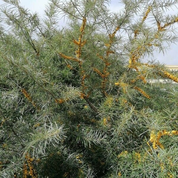 Hippophae rhamnoides Hábito