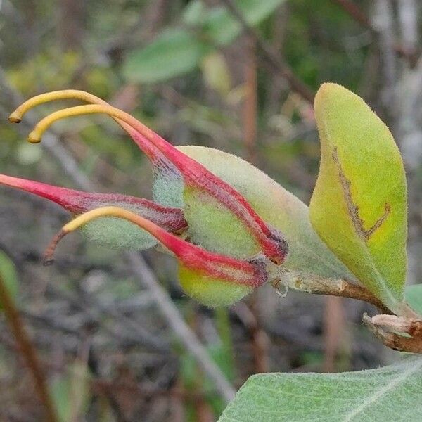 Grevillea macleayana Fruto