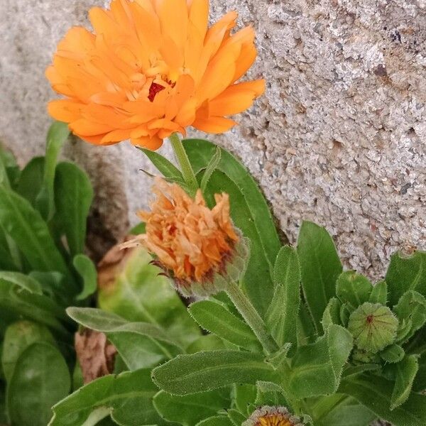 Calendula stellata Flower