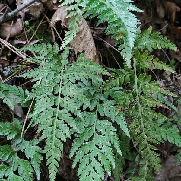 Asplenium onopteris Leaf