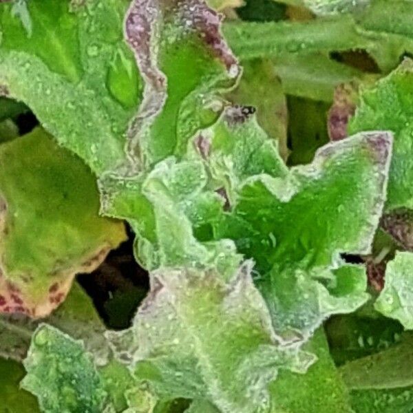 Arabis caucasica Leaf