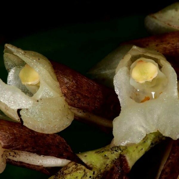 Coelogyne pallida Flower