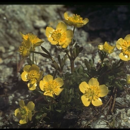 Ranunculus eschscholtzii Habit