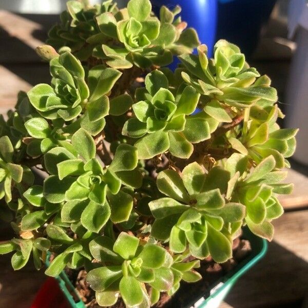 Aeonium leucoblepharum Liść