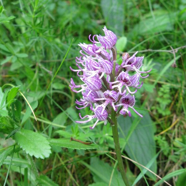 Orchis simia Flors