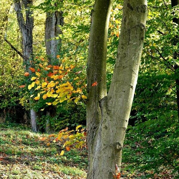 Fagus sylvatica Kabuk