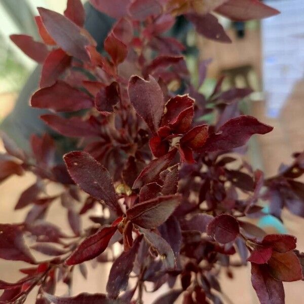 Alternanthera brasiliana Leaf