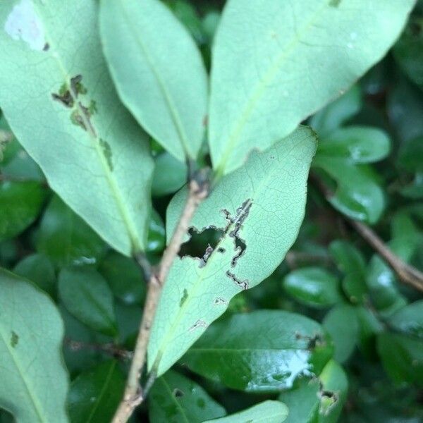 Erythroxylum havanense Leaf