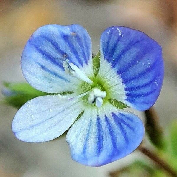 Veronica filiformis Floro