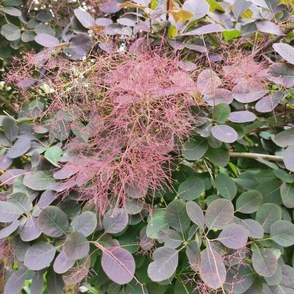 Cotinus coggygria Листок