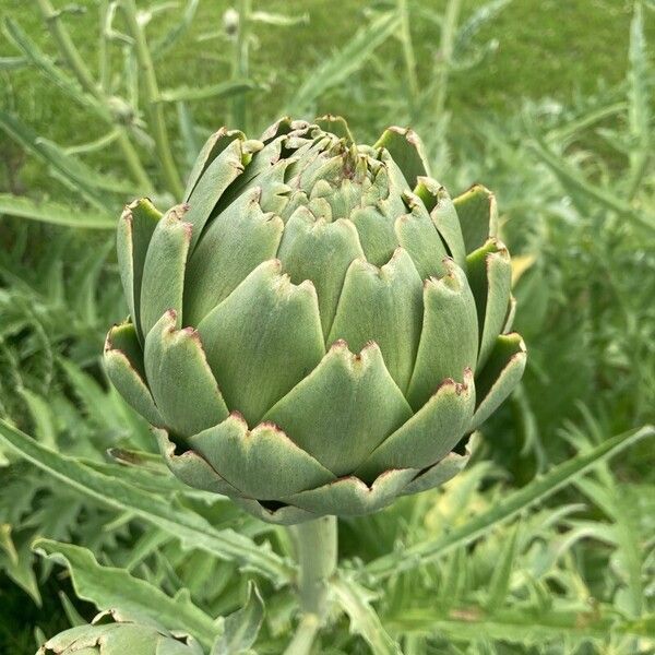 Cynara cardunculus Flower