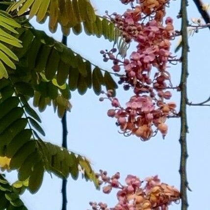 Cassia grandis Flower