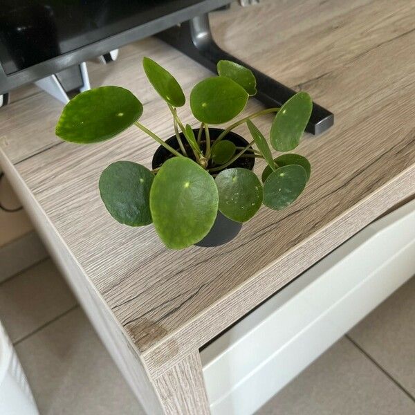 Pilea peperomioides Blad