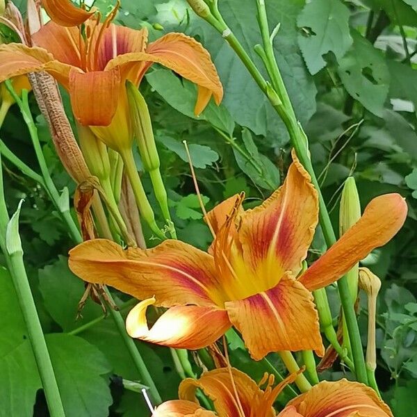 Hemerocallis fulva Květ