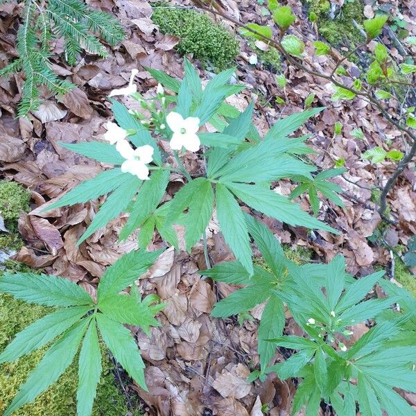 Cardamine heptaphylla Folha