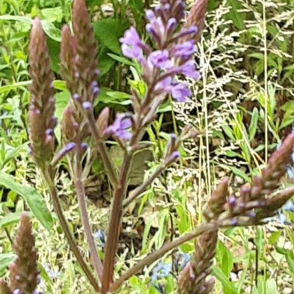 Verbena hastata Flower