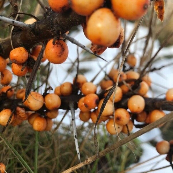 Hippophae rhamnoides Fruit