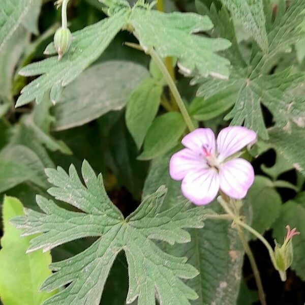 Geranium bicknellii Hábitos