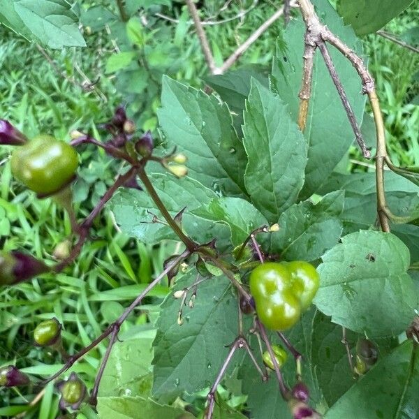 Rotheca myricoides Fruit