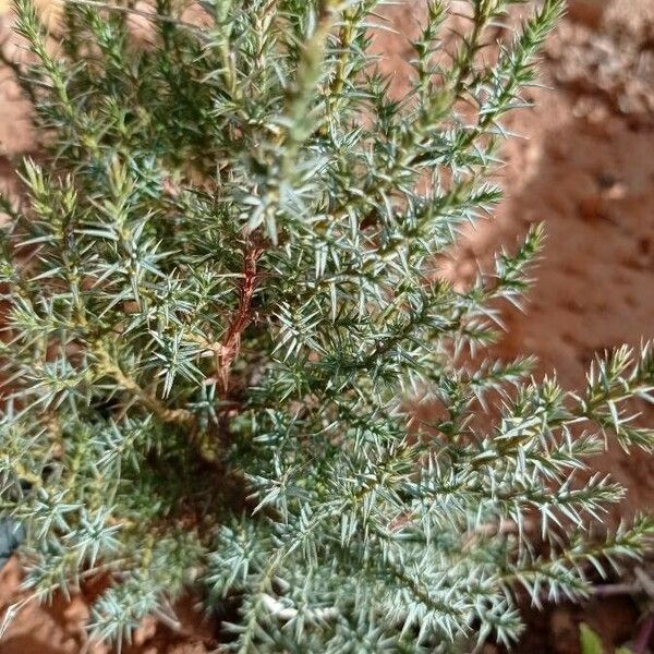 Juniperus communis Fulla