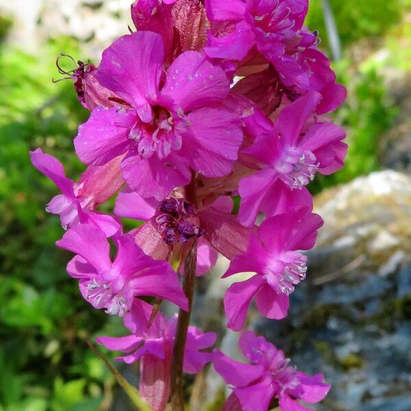 Viscaria vulgaris Flower