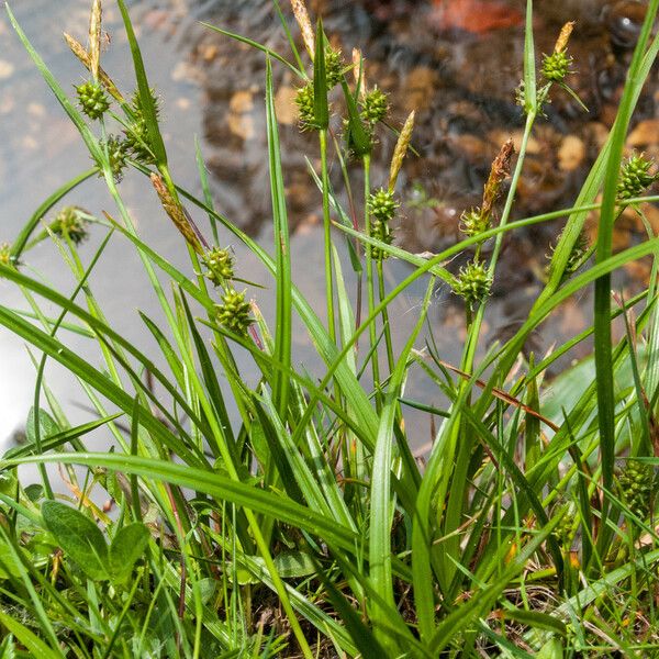 Carex oederi Froito