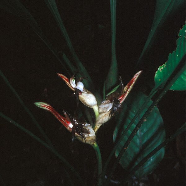 Heliconia lourteigiae Кветка