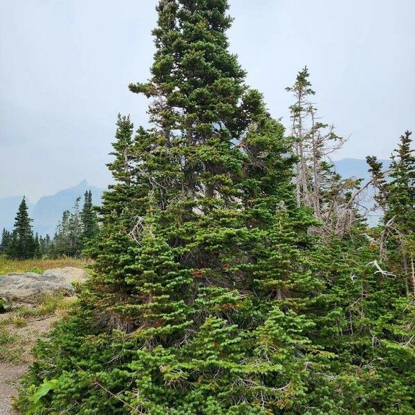 Abies lasiocarpa List