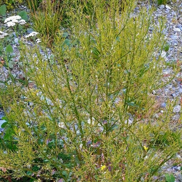 Barbarea vulgaris Habit