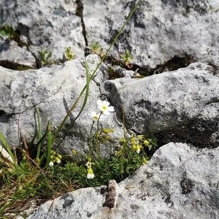 Androsace lactea Flower