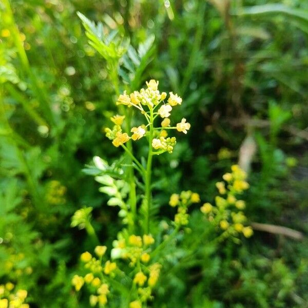 Rorippa sylvestris Kwiat