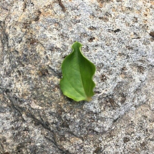 Lysimachia nemorum Leaf