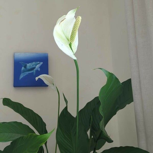 Spathiphyllum wallisii Flower